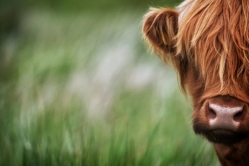 A Little Shy - Highland Cow Canvas